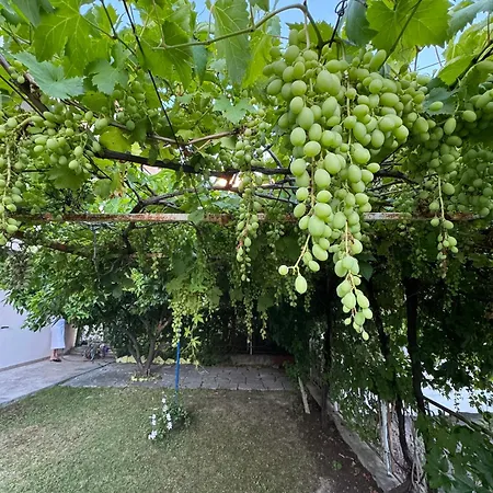 Valentinas Garden